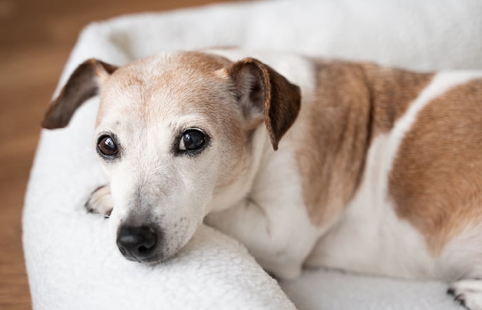 old white and brown dog looking at the camera