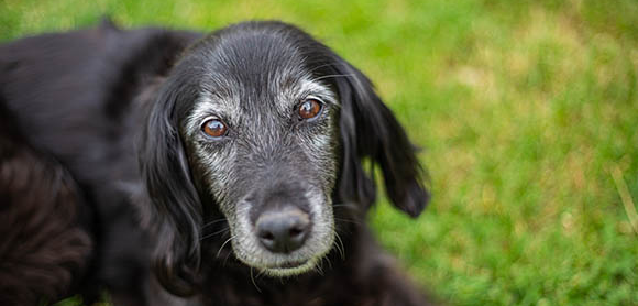A black dog with a gray muzzle and brown eyes looks directly at the camera.