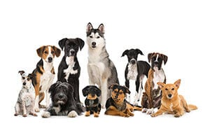 A group of various dog breeds, including a husky, a beagle, and several mixed breeds, on a white background.
