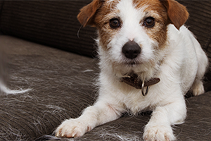 A brown and white terrier with a brown collar lies on a dark gray couch covered in white dog hair.