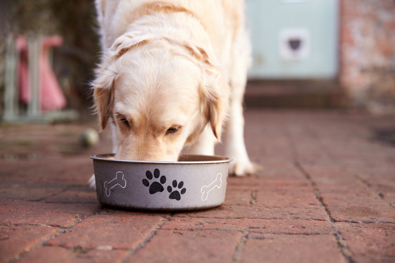a golden retriever eating from a grey pet food bowl decorated with paw prints