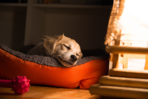 A puppy lying down in a bed next to a lamp & a dog toy.