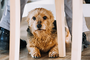 A small, fluffy brown dog lies on a wooden floor, looking through the legs of a wooden chair.