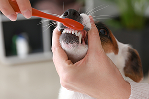 A person brushes a brown and white dog's teeth with a red toothbrush.
