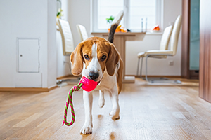 A happy white and brown dog with floppy ears playing with a red toy on a wooden floor.