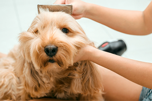 A person using a brush to groom a fluffy, light brown cockapoo dog.