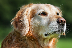 A golden retriever dog with bright eyes gazes off camera with a green outdoor background.