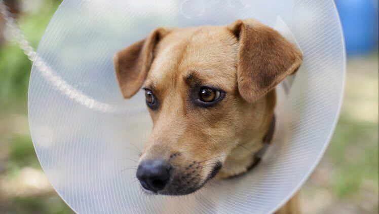 A brown dog with sad eyes wears a cone, looking down and to the left.