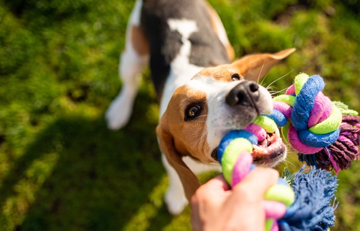 Dog with rope toy in mouth and owner holding other end