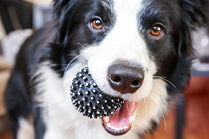 A black and white border collie holds a black spiky ball in its mouth, looking at the camera.