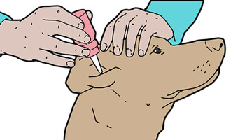 An illustration of a person applying ear drops to a dog's ear.