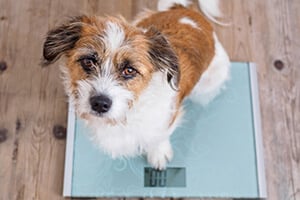 A small brown and white terrier stands on blue scales upon a wooden floor, looking towards the camera.