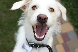 A large white dog looks happy and jumps up to greet someone.
