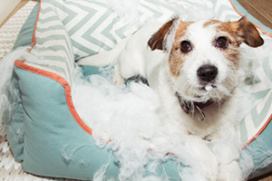 A brown and white terrier lies in a ripped-up dog bed, surrounded by stuffing.