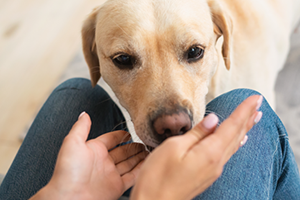 A golden retriever looking up at a person's hands, with the person's legs in jeans visible.