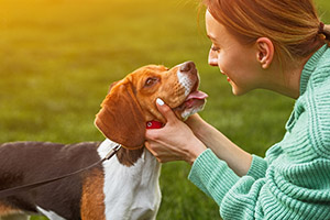 A woman in a green sweater smiles at a beagle while holding its face.