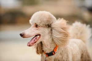 a light coloured poodle