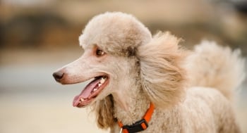 a light coloured poodle