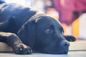 A black labrador retriever lies on a light-colored surface, looking off to the right.