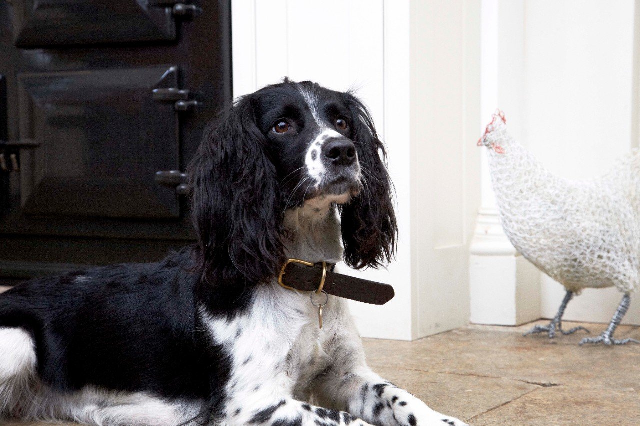 A black and white spaniel dog lying down, looking up, with a white chicken statue in the background.