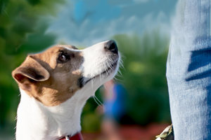 A small brown and white dog looking up at a person's leg, with a blurred green and blue background.