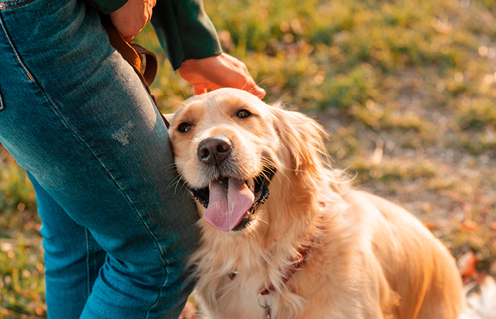 Golden retriever showing love to a human