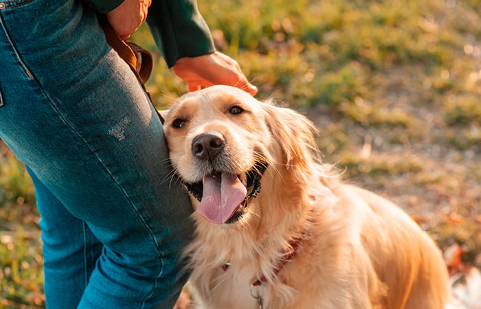 golden retriever showing love to human
