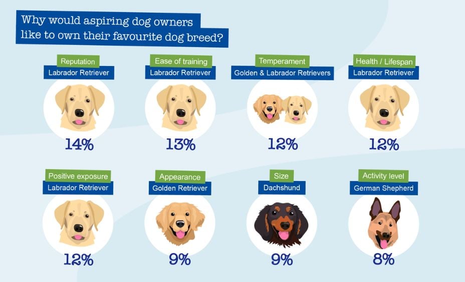 dog owners favourite breed infographic