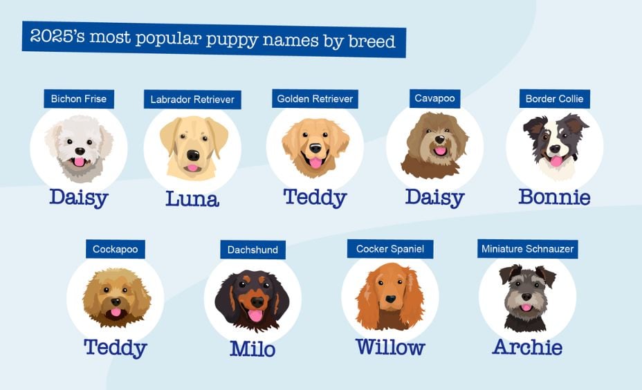 2025's most popular puppy names by breed infographic