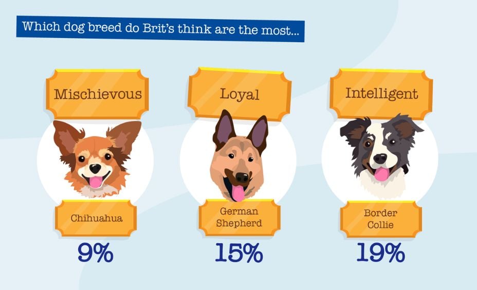which dog breed brits think are the most loyal infographic