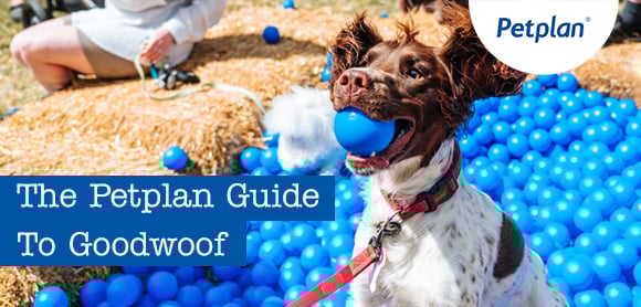 The petplan guide to goodwoof, with a springer spaniel playing in a ball pit with a blue ball in its mouth.