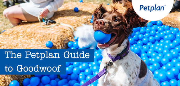 The petplan guide to goodwoof, with a springer spaniel playing in a ball pit with a blue ball in its mouth.