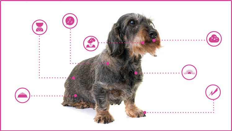 A wire-haired dachshund sits on a white background, surrounded by icons representing pet health and wellness.