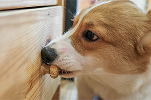 A brown and white dog chews on a wooden cabinet handle.