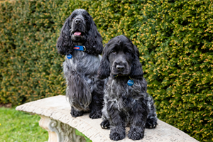 2 puppies sitting on a stone bench ouside.