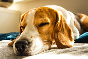 A beagle dog with brown, white, and black fur sleeping peacefully on a blanket.