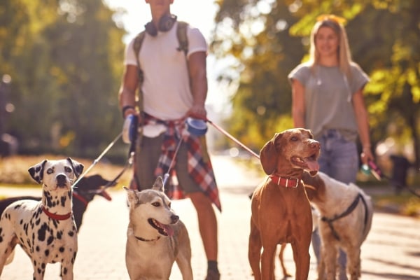 man and a woman walking five dogs