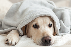 A golden retriever peeks out from under a gray blanket, looking at the camera.