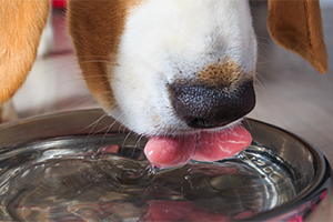 A zoomed-in image of a dog drinking from a bowl.