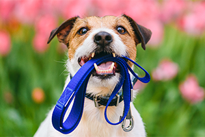 A small brown and white dog holding a blue leash in its mouth, with a blurred background of pink flowers.