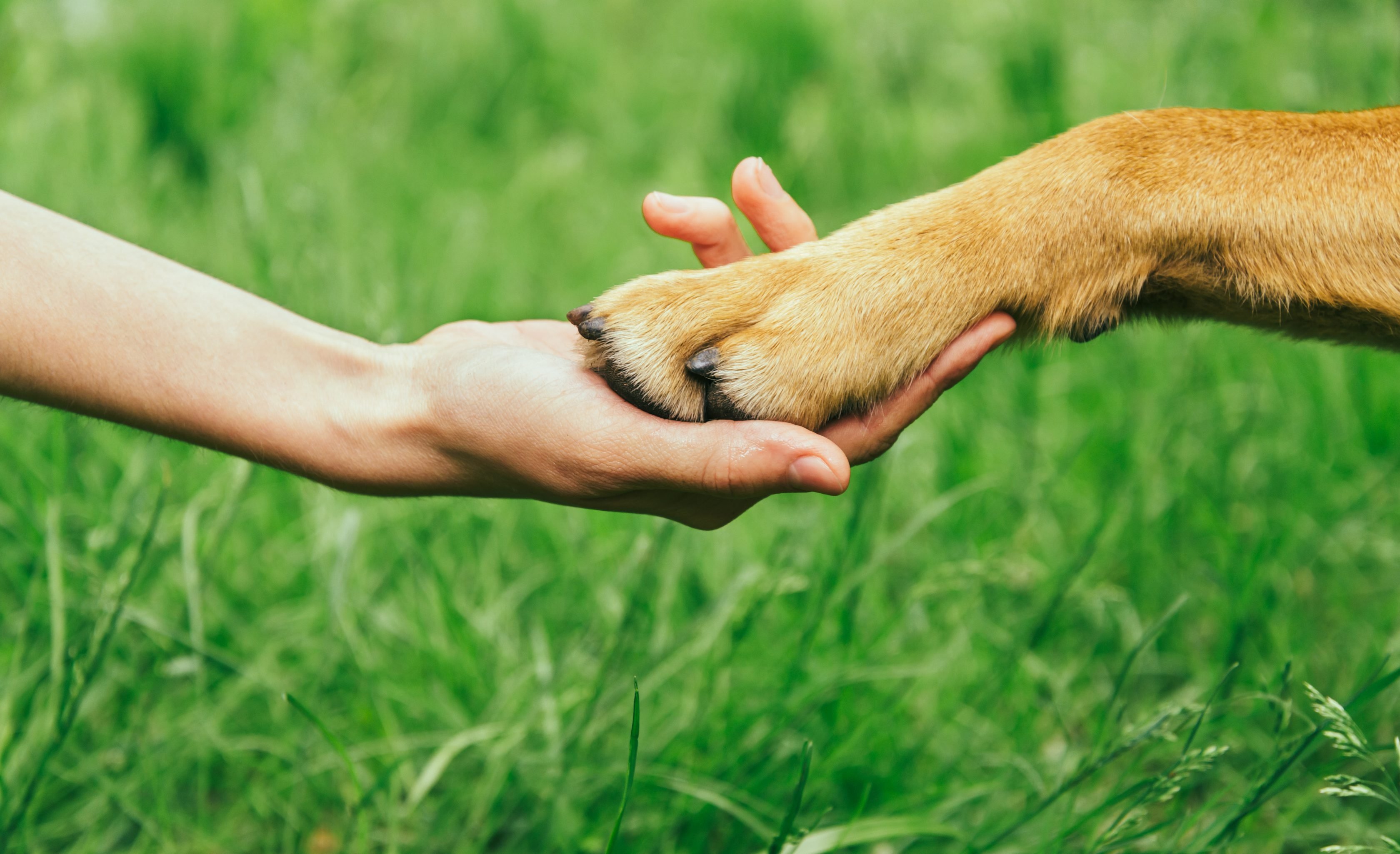 A human and a dog holding hands on grass. 