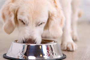 A golden retriever puppy eats from a silver food bowl.
