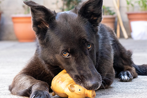 A black dog with amber eyes lies on the ground, chewing on a yellow pig toy.