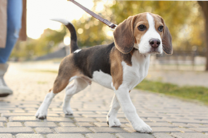 A person holding a leash with a happy brown beagle dog in a park.