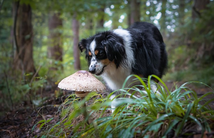 A dog sniffs at mushrooms in an autumn forest.
