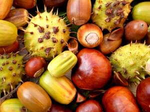 pile of conkers and acorns