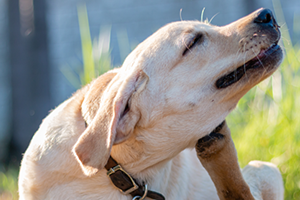A light-colored dog scratching its neck with its hind leg, with its eyes closed.