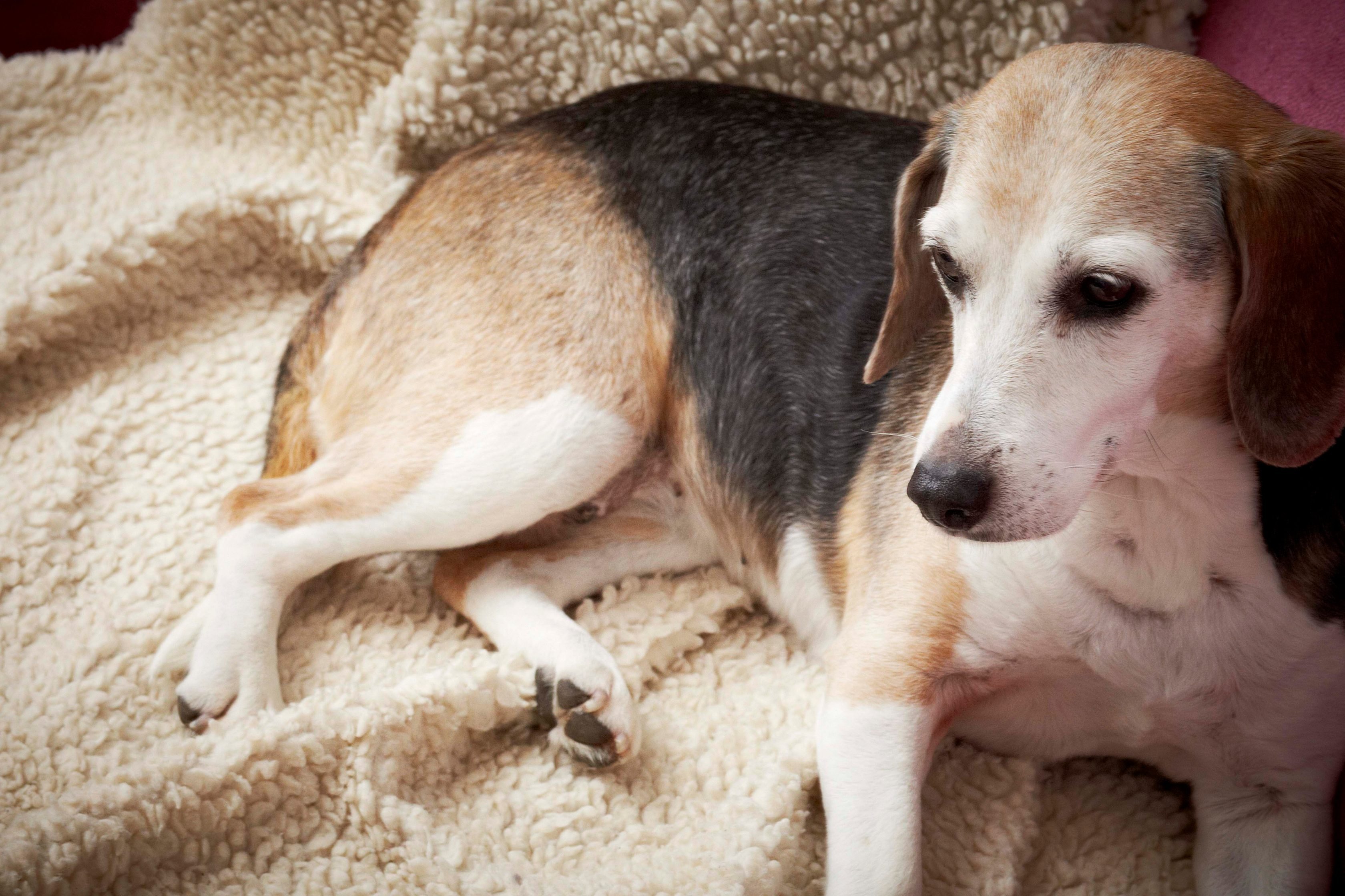 A tricolor beagle lies on a fluffy white blanket, looking to the left.
