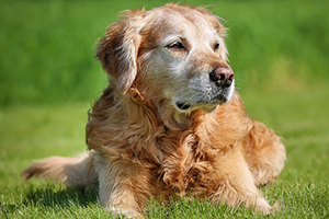 A golden retriever lies in green grass, looking off to the right.