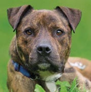 A brown and white Staffordshire Bull Terrier.